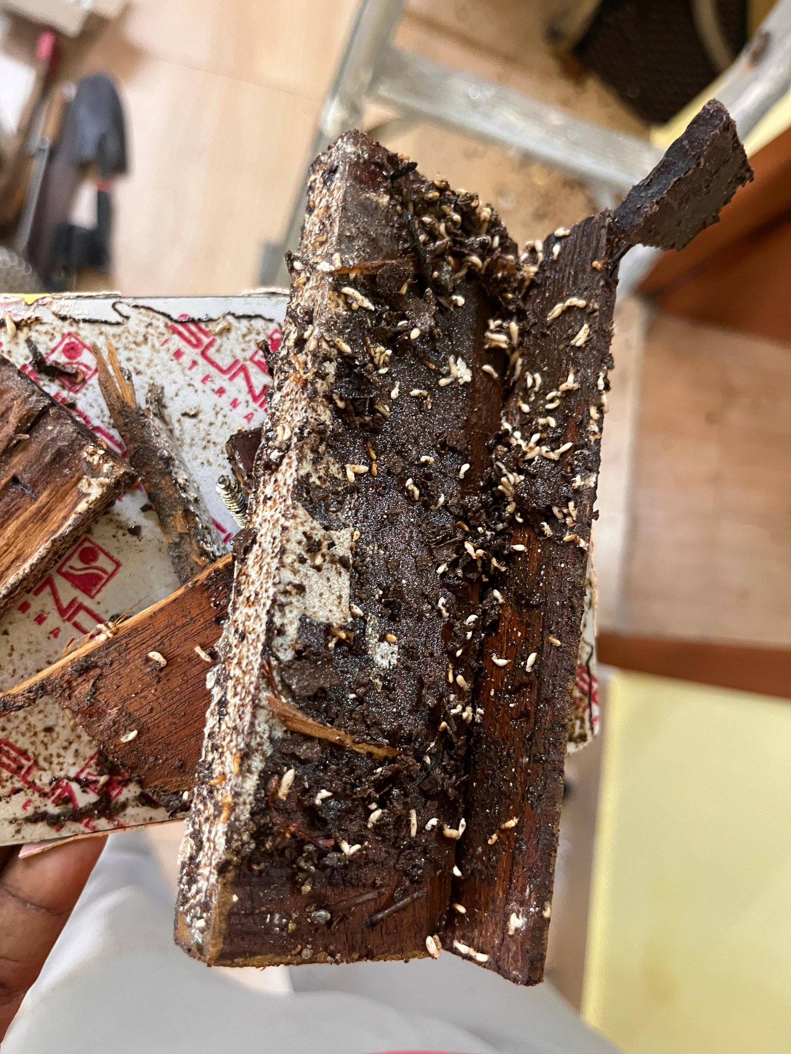 Termite soil treatment